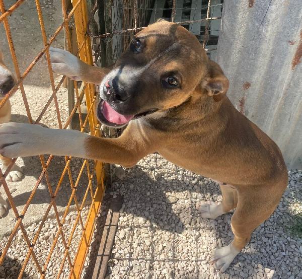 Choco : Simpatico Bello E Tenero